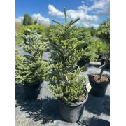 Ялиця корейська Сільберлок C20  Abies koreana Silberlocke 