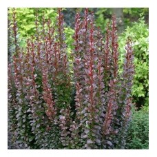 Барбарис Тунберга Літній шоколад С3 Berberis thunbergii Summer chocolate