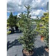 Ялиця корейська Сільберлок C30  Abies koreana Silberlocke 