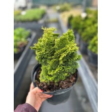 Кипарисовик тупий Нана Граціліс С5  Nana Gracilis
