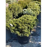 Ялиця корейська Тундра C25 Abies koreana Tundra