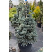 Ялиця шершавоплідна Компакта  Abies lasiocarpa Compacta