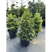 Ялиця шершаволідна Грін Глоб С20 Abies lasiocarpa Green Globe