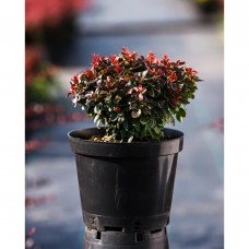 Барбарис Тунберга Багатель С3  Berberis thunbergii Bagatelle