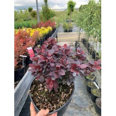 Барбарис Тунберга Конкорд С3 Berberis thunbergii Concorde