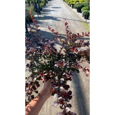 Барбарис Тунберга Дартс ред леді С3 Berberis thunbergii Darts red lady