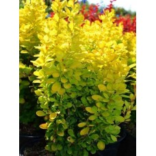 Барбарис Тунберга Голден тауер  Berberis thunbergii Golden tower