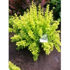 Барбарис Тунберга Марія С3  Berberis thunbergii Maria