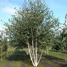 Береза корисна Доренбос Betula utilis 'Doorenbos' (multistam)