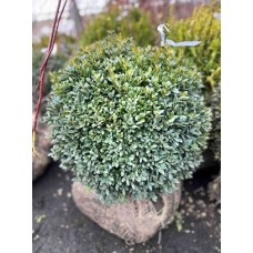 Самшит вічнозелений Блауер Хайнц Buxus sempervirens Blauer Heinz