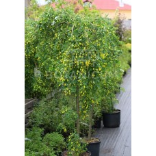 Карагана деревовидна Пендула Caragana arborescens Pendula