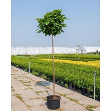 Катальпа бігнонієвидна Нана Catalpa bignonioides 'Nana'