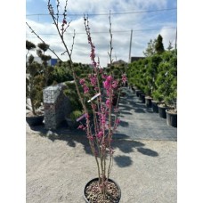 Церцис китайський Евондейл (мультиштамб) Cercis Avondale