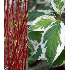 Дерен білий Сібіріка Варієгата С3 Cornus alba Sibirica Variegata