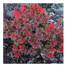 Барбарис Тунберга Адмірейшн Berberis thunbergii Admiration  