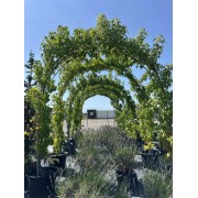 Ліквідамбар смолоносний 180- 200см АРКА 