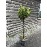  Лавровишня «Отто Люйкен» (Prunus laurocerasus 'Otto Luyken') штамб