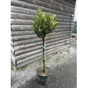  Лавровишня «Отто Люйкен» (Prunus laurocerasus 'Otto Luyken') штамб