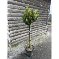  Лавровишня «Отто Люйкен» (Prunus laurocerasus 'Otto Luyken') штамб