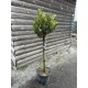  Лавровишня «Отто Люйкен» (Prunus laurocerasus 'Otto Luyken') штамб