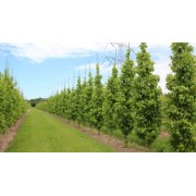 Ліквідамбар смолоносний 250-300см