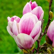 Магнолія Суланжа «Сетісфекшн» (Magnolia soulangeana 'Satisfaction')  140 см