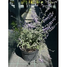 Перовскія лебедолиста «Єлена» (Perovskia atriplicifolia 'Jelena') С3