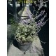 Перовскія лебедолиста «Єлена» (Perovskia atriplicifolia 'Jelena') С3