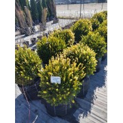 Самшит дрібнолистий «Фолкнер» (Buxus microphylla 'Faulkner')  d 50 см