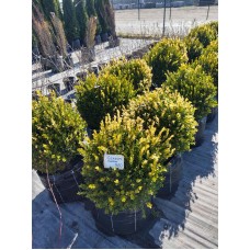 Самшит дрібнолистий «Фолкнер» (Buxus microphylla 'Faulkner')  d 50 см