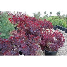Скумпія шкіряна 'Royal Purple' 180-200 см