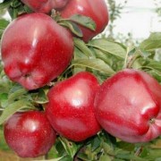 Яблуня Ред чіф (бордова, пізня)