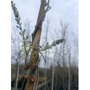 Гліцинія Йокогама Фуджі 250-300 см