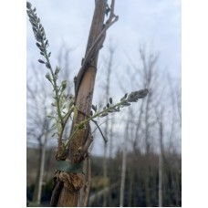 Гліцинія Йокогама Фуджі 250-300 см