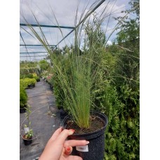 Осока волосовидна Амазон міст С1.2 Carex comans ‘Amazon Mist’