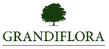 grandiflora